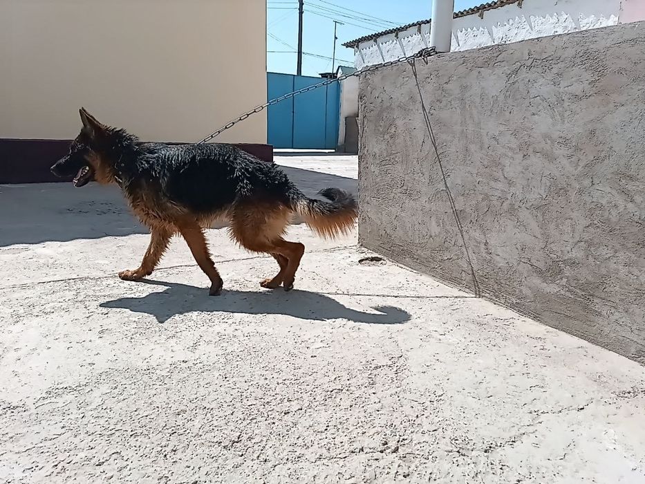 Немецкий овчарки