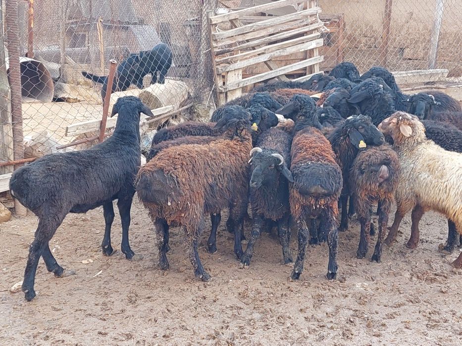 Продаются откормленные бараны