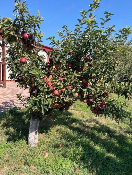 Curățare pomi/vita de vie/ amenajare gazon