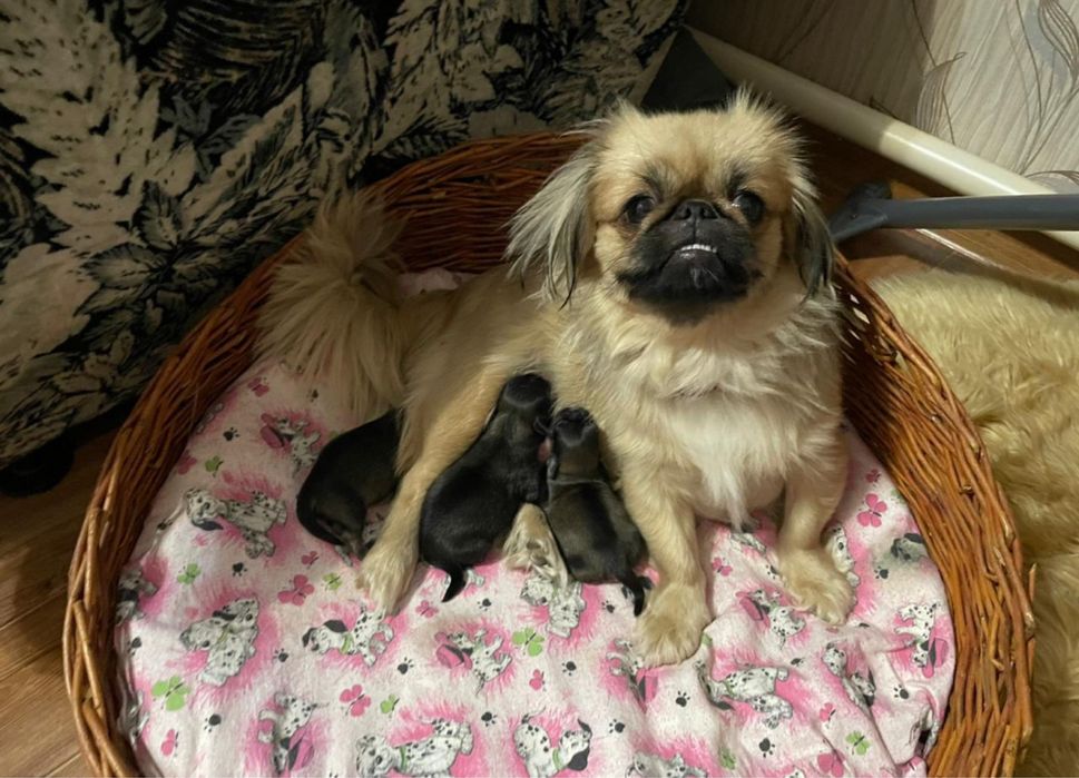 Продам пекинеса