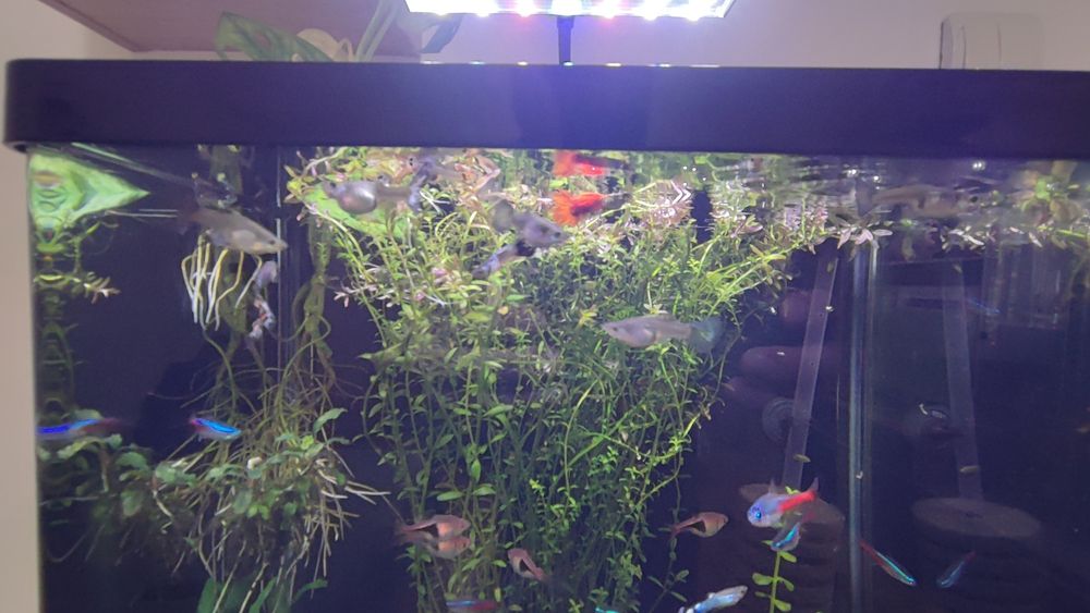 Pești guppy crescuți sănătoși