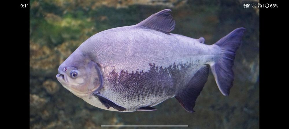 Paku amerika baliği