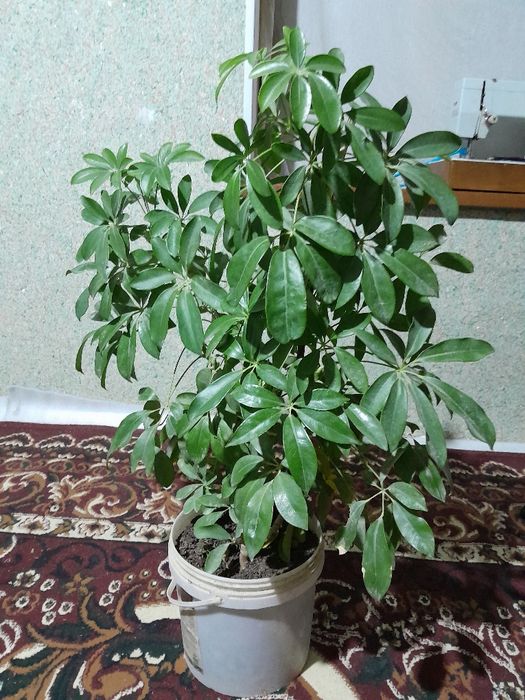 Sheftlera  xona guli