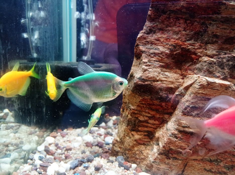 Аквариумная рыба