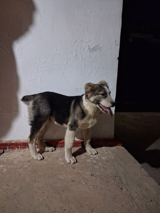 Кушык сатылады акылды