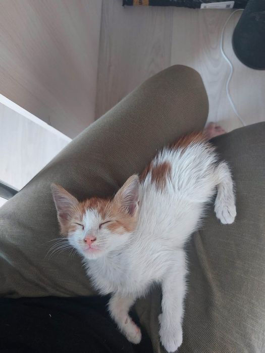 Motanel in varsta de 2 luni pentru adoptie