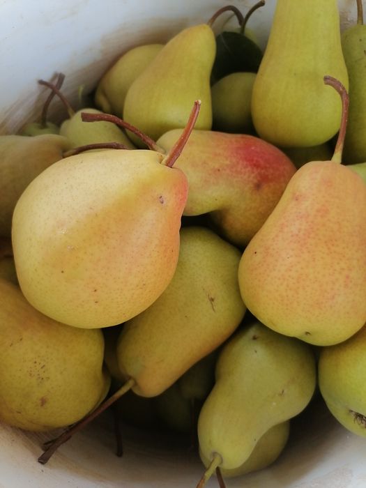 Груши дачные продам
