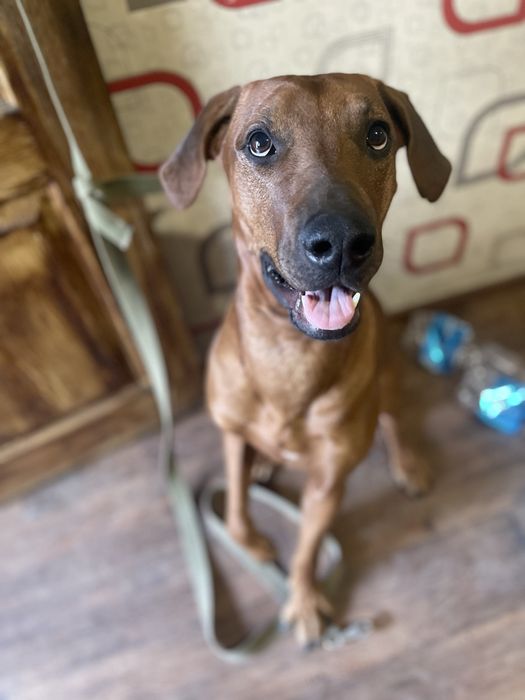 Родезийский риджбек ищет дом