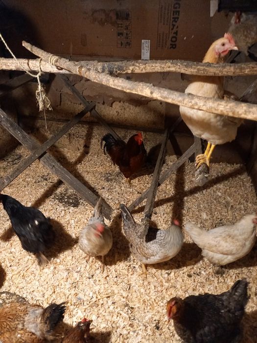 Продам домашних курей