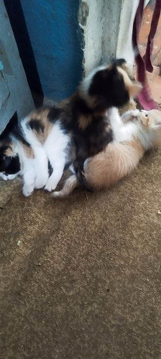 Котята в хорошие руки