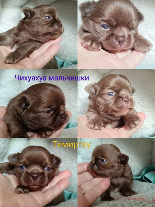 Крошки на ладошку. Малыши чихуахуа. Шоколадные мальчишки.