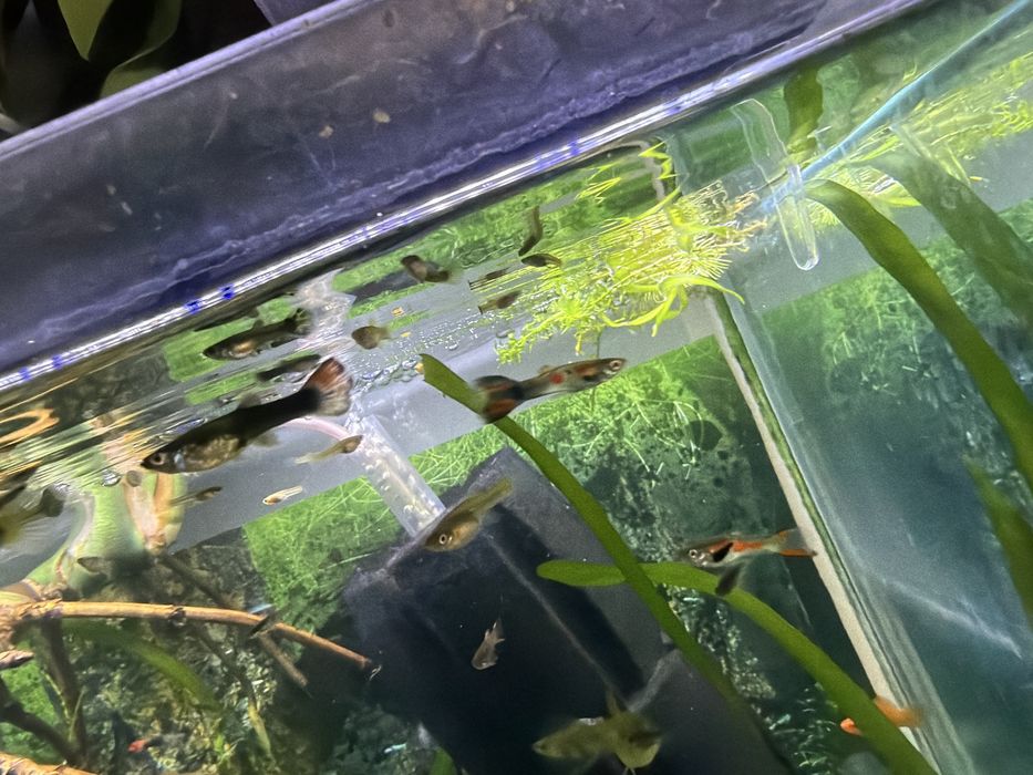 pesti  acvariu guppy/ancistrus