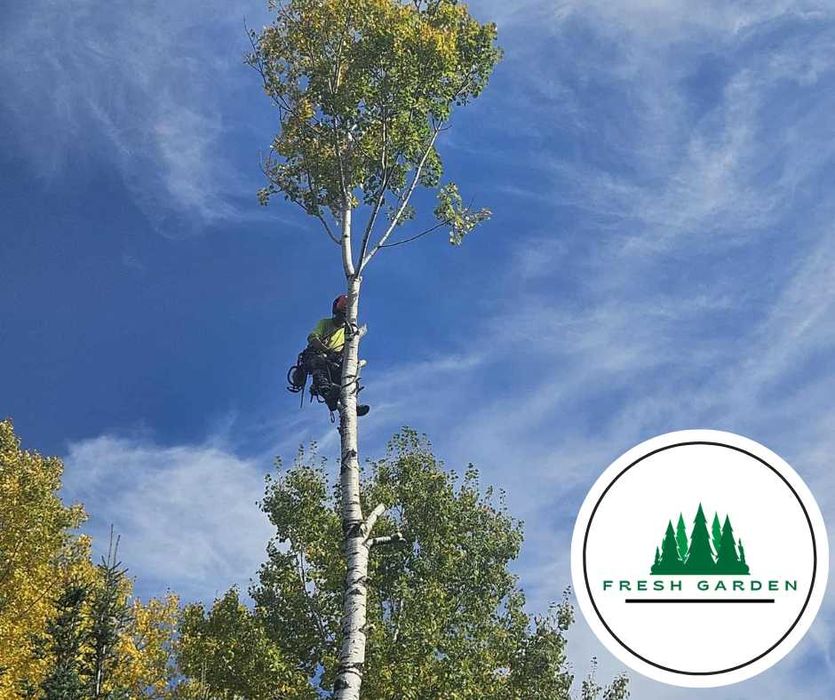 ARBORIST CERTIFICAT Toaletări Pomi Servicii Arboristică din America