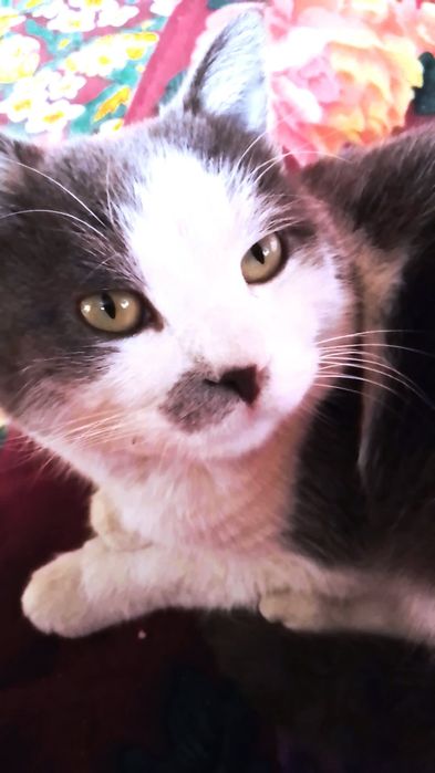 Mushuk sotiladi 1 yosh .Juddayam aqilli mehribon