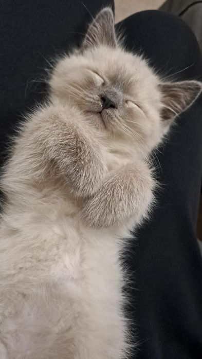 Сиамский кот мальчик