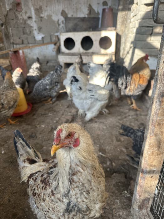 Xuroz va Tavuglar sotiladi narxi kelishiladi