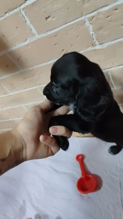 Продам щенка русского спаниеля