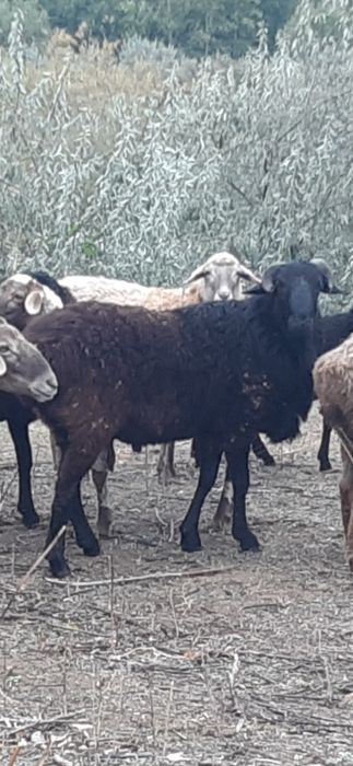 Продам Барана  цена  100  или обмен на строй материалы Фбс,плитыперек