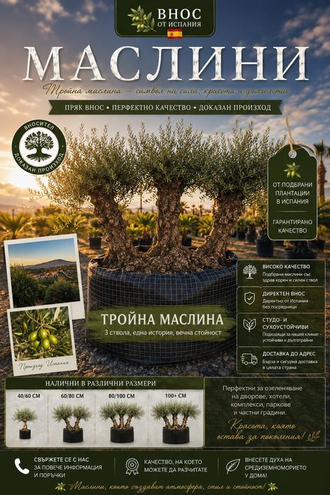 Тройни маслини от Испания | Директен внос | Различни размери
