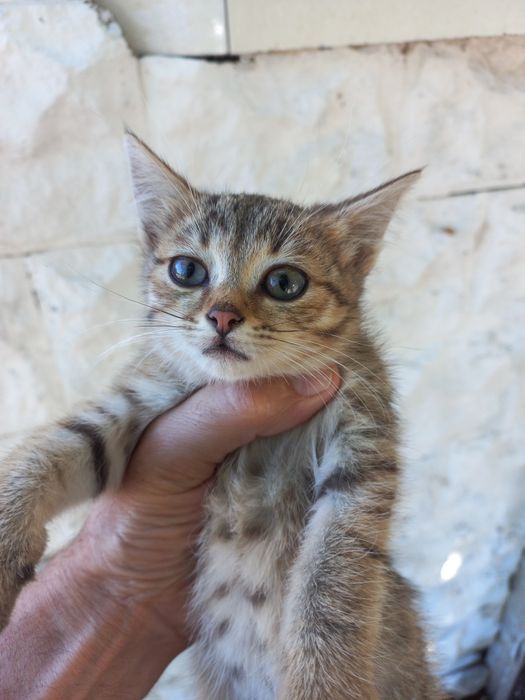 Кошечка три месяца.