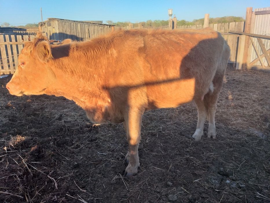 Сатам продам коров и тёлок.