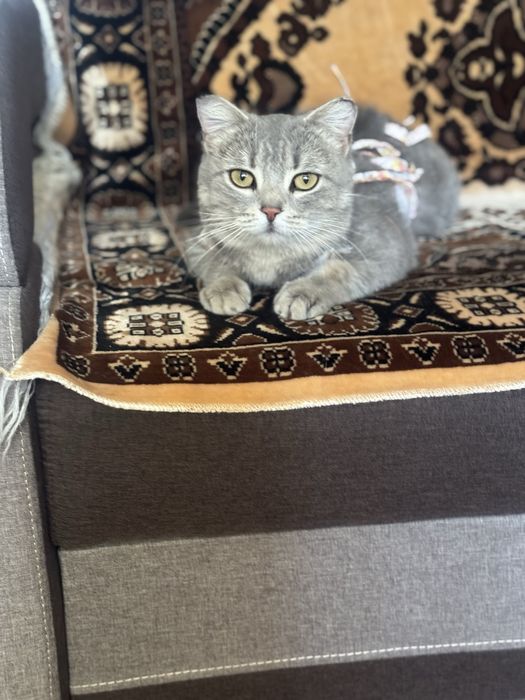 Кошки Аксу бесплатно