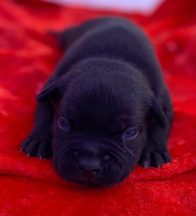 Staffordshire bull terrier