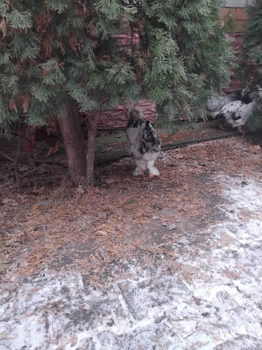 Продам петухов доминанты, брама