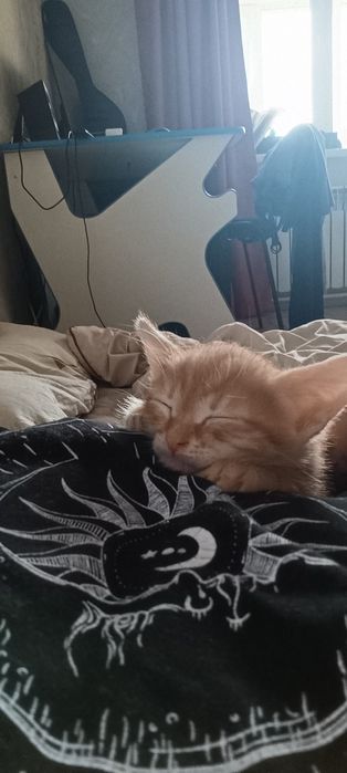 Отдам котёнка мальчик даром