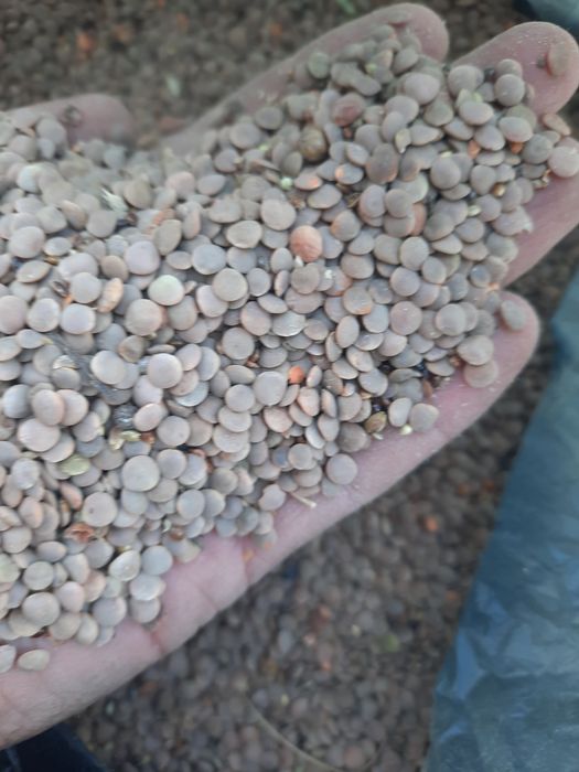 Продам чечевицу красную