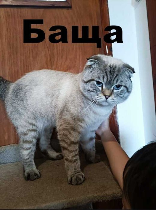 Британска правоуха и Шотландска клепоуха котета