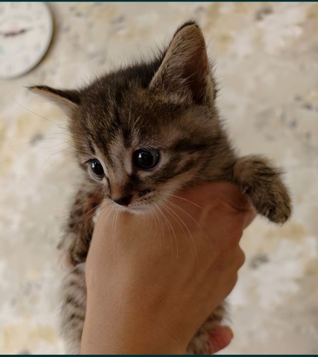 Котята мальчики и одна девочка