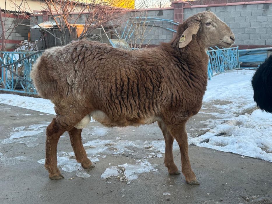 Қошқар қозы сатылады.