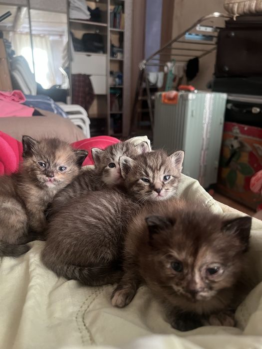Отдам котят добрые руки