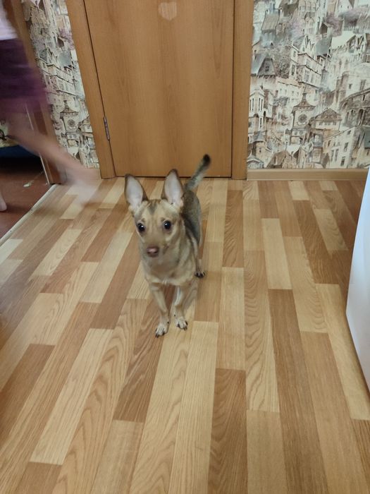 Отдам той терьер