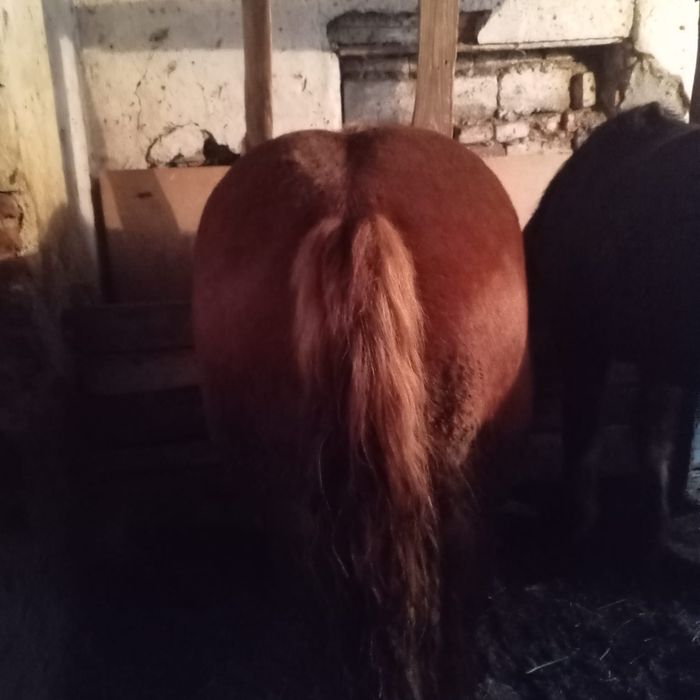 Vând iapă şi mângi