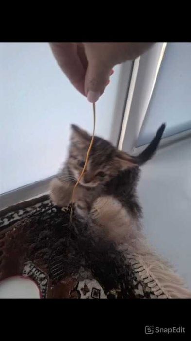 Котенок в добрые руки