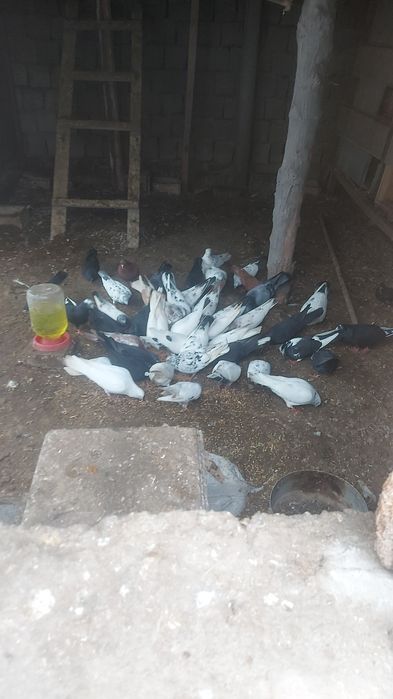 Голуби Голуби Голуби