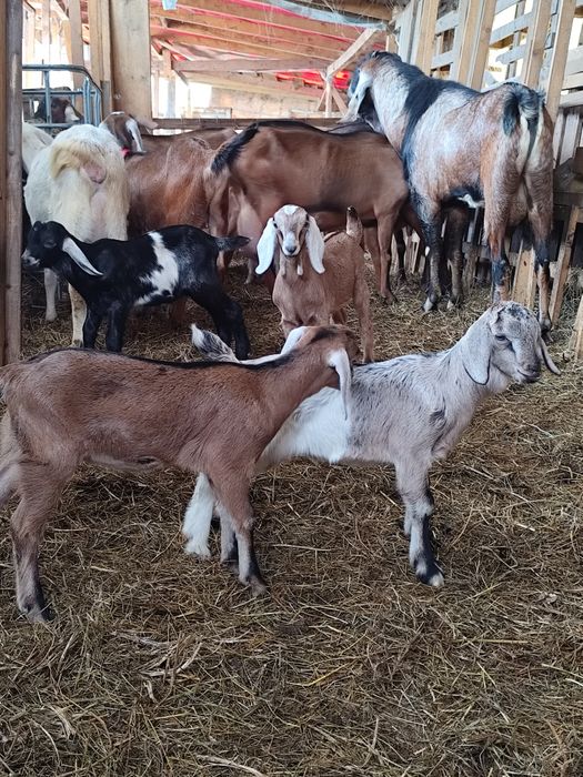 Vând schimb tapisori anglonubian