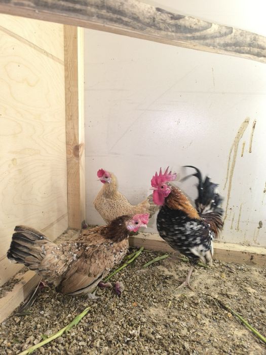 Карликовые куры бентамка