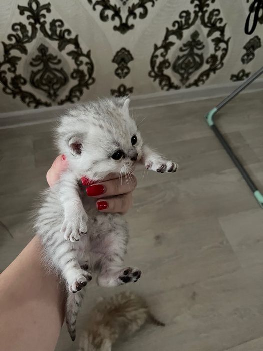 Продаются Британские котята