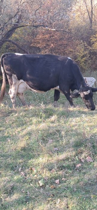 Vacă de abator..