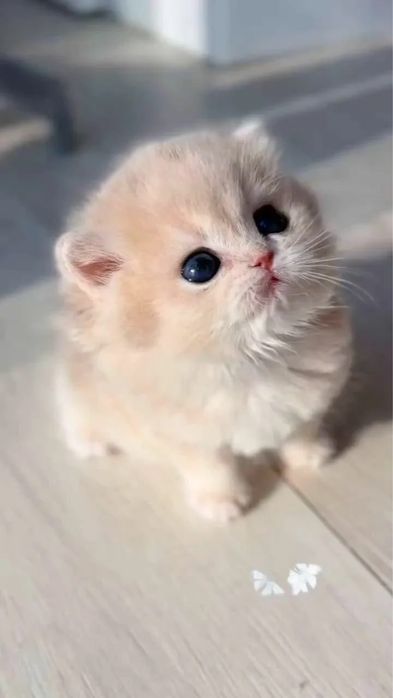 Продаются котята