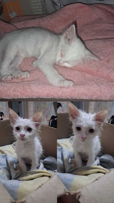 Срочно ищем дом котенку!
