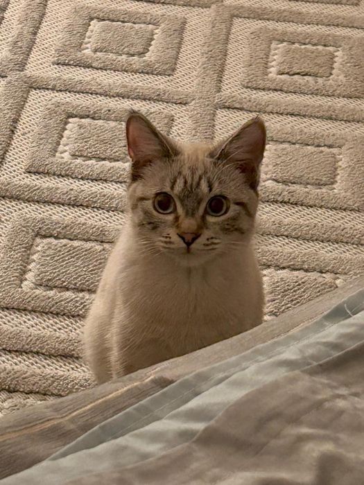 Отдам кота в добрые руки