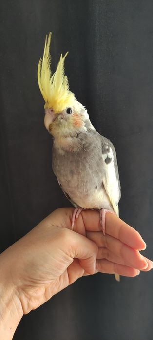 Попугайчики Кореллы.