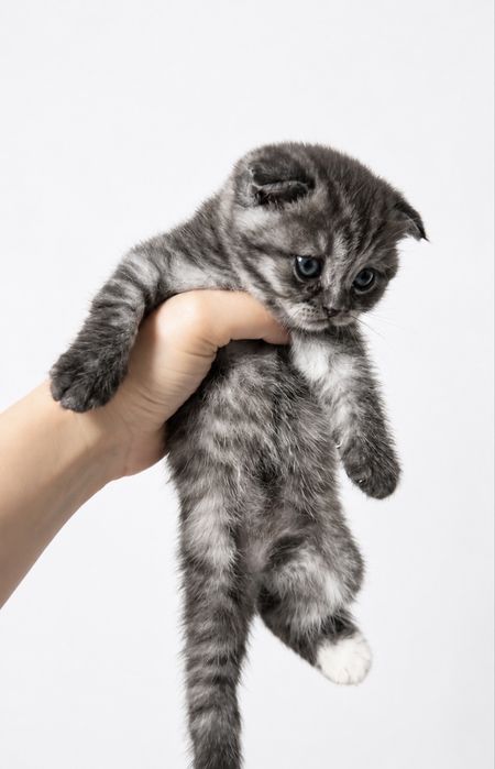 Котята серебристой шиншилы,фолд