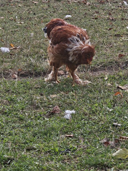 Cocosi de vanzare moțați si încălțați