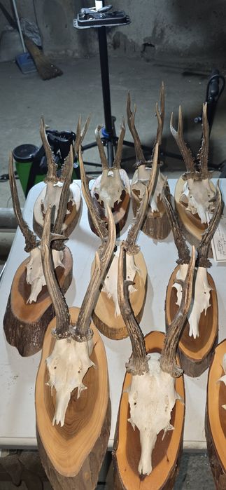 Trofee coarne capriori