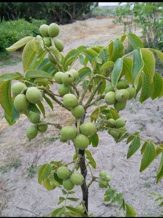 Яшил Макон учун махсус кучатлар